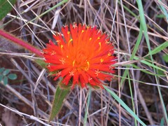 Gomphrena arborescens