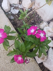 Catharanthus roseus