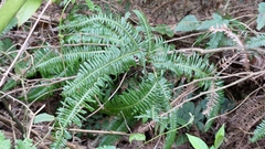 Dicranopteris linearis