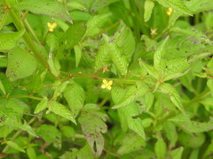 Ludwigia hyssopifolia