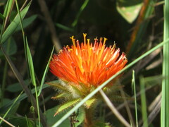 Gomphrena arborescens
