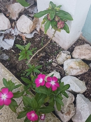 Catharanthus roseus