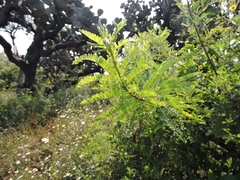 Eysenhardtia polystachya