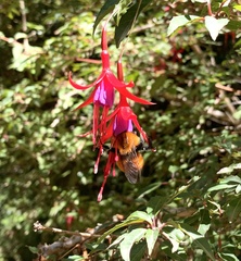 Bombus dahlbomii