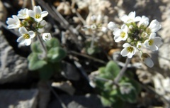 Tomostima cuneifolia