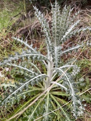 Cirsium occidentale