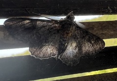 Pholodes sinistraria