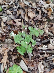 Sanguinaria canadensis