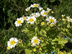 Tanacetum