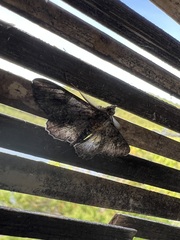 Pholodes sinistraria