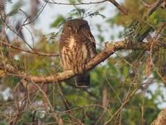 Glaucidium cuculoides