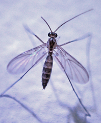 Macrocera