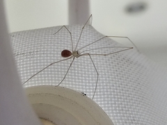 Micropholcus fauroti