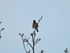 Haemorhous purpureus