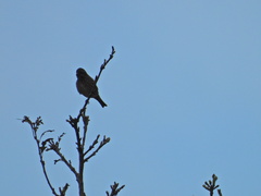 Haemorhous purpureus