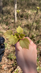 Vernicia fordii