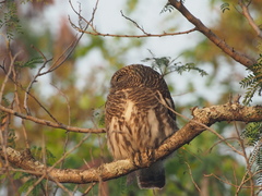 Glaucidium cuculoides