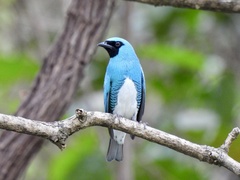Tersina viridis