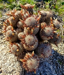 Mammillaria dioica