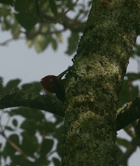 Campephilus robustus