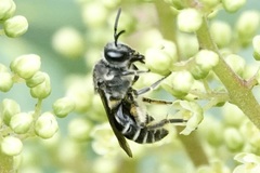 Colletes nudus