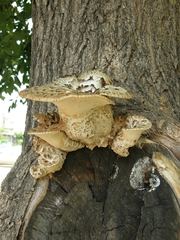 Cerioporus squamosus