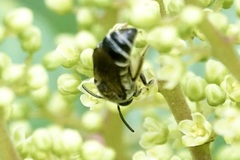 Colletes nudus