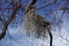 Ramalina peruviana