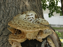 Cerioporus squamosus