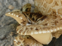 Cerioporus squamosus