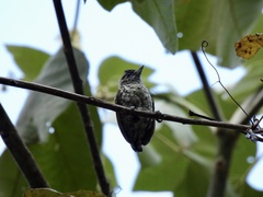 Picumnus squamulatus