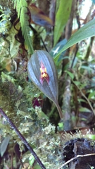 Lepanthes silverstonei