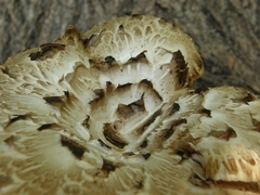 Cerioporus squamosus