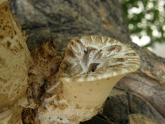 Cerioporus squamosus