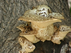 Cerioporus squamosus