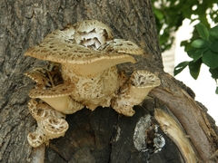 Cerioporus squamosus