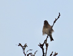 Haemorhous purpureus