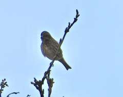 Haemorhous purpureus