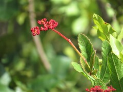 Cissus erosa