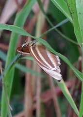 Dryadula phaetusa