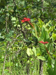 Cissus erosa