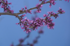 Cercis canadensis