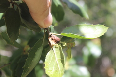 Callirhytis carmelensis