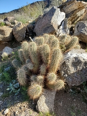 Cylindropuntia ganderi