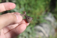 Callirhytis eldoradensis