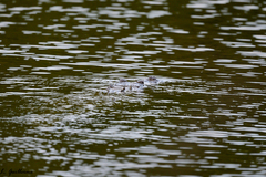 Crocodylus moreletii