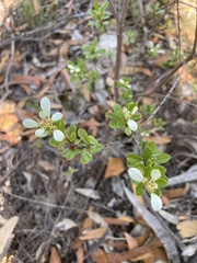 Spyridium spathulatum