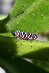 Agrosoma placetis