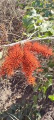 Combretum farinosum