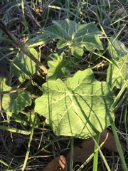 Solanum viarum